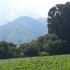 Plant a Tree with Growing Trees Network!
