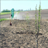 Plant a Tree with Growing Trees Network!